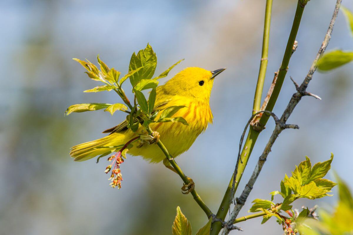 A bright yellow warbler perched on a branch with fresh spring leaves and buds.