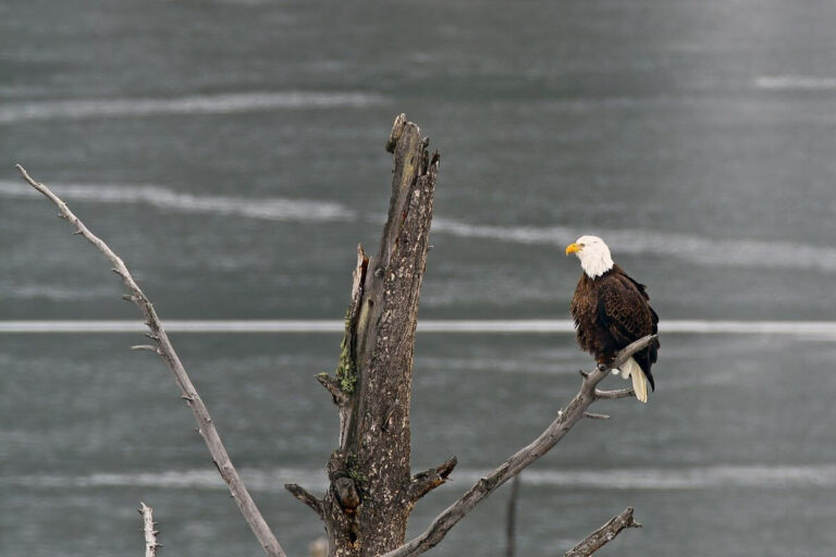 37 Montana Bird Species You Need to See - Pocket Montana