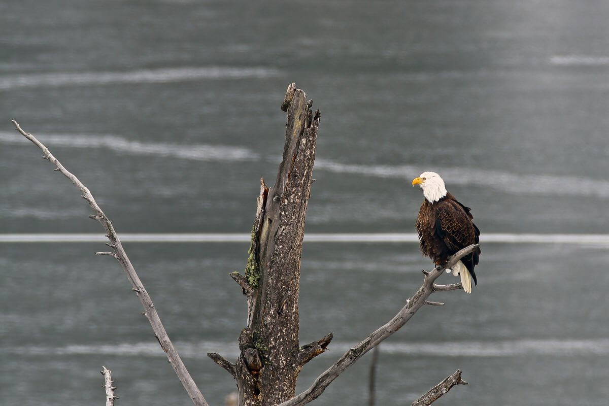 A bald eagle perched on the bare branch of a weathered tree in a forest clearing in Montana