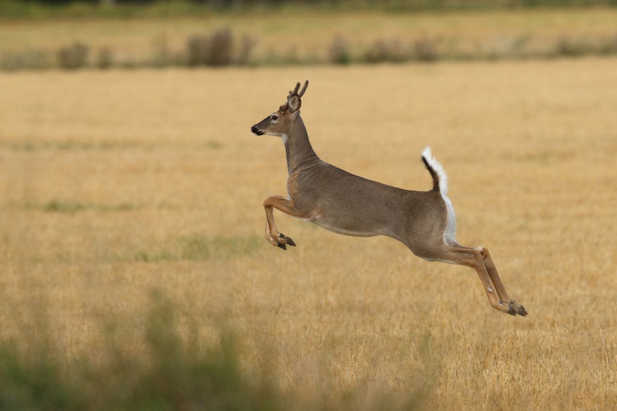 A white-tailed deer, one of the Montana deer types, in mid-leap over a golden field.