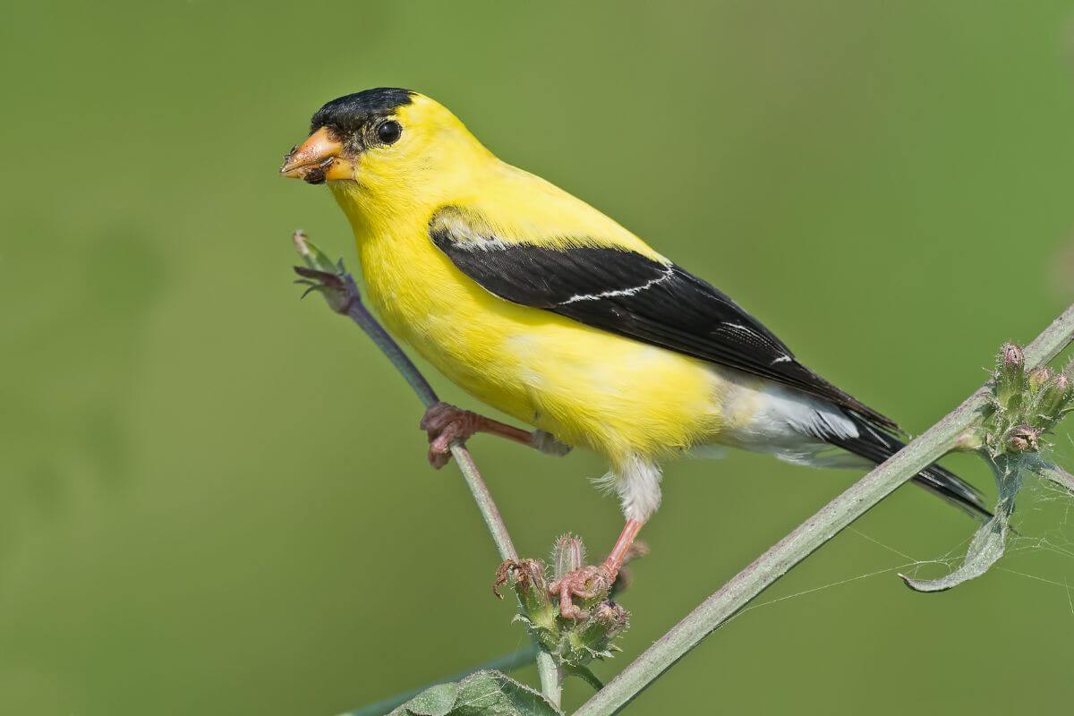 An American goldfinch perched on a stem in a Montana woodland.