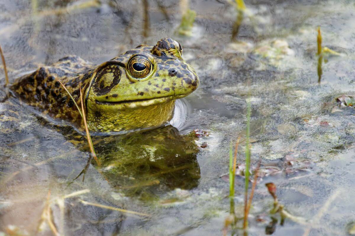 An American Bullfrog, one of the Montana invasive species, peering out of murky pond water.