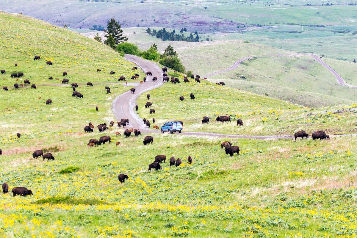 A winding road cuts through rolling green hills, with grazing bison and a vehicle driving along the road at the Bison Range Wildlife Refuge in Montana.