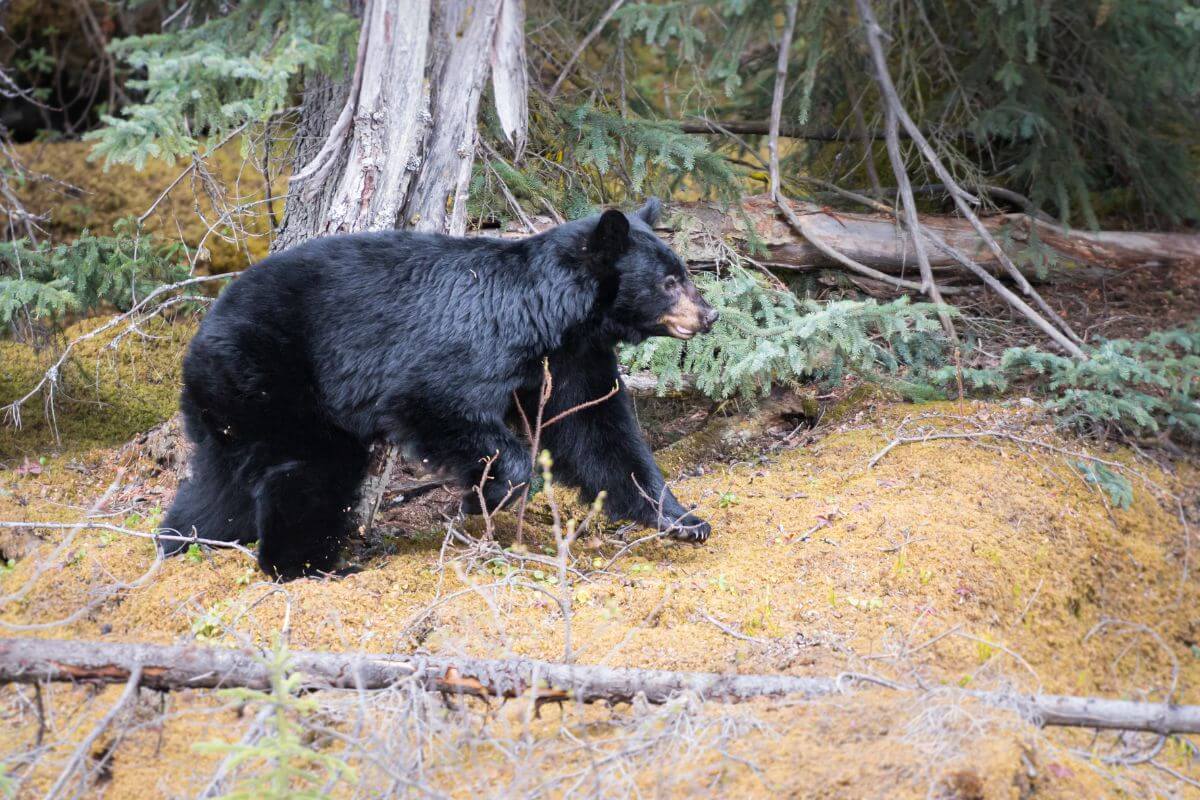 A black bear in a forest during a DIY Montana hunting trip.