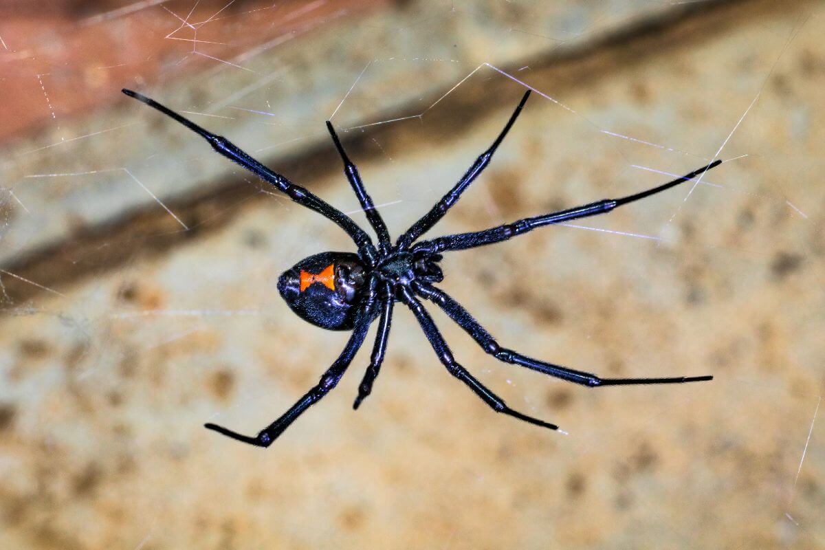 A black widow Montana spider with its distinctive orange hourglass marking on the underside, hanging from a web.