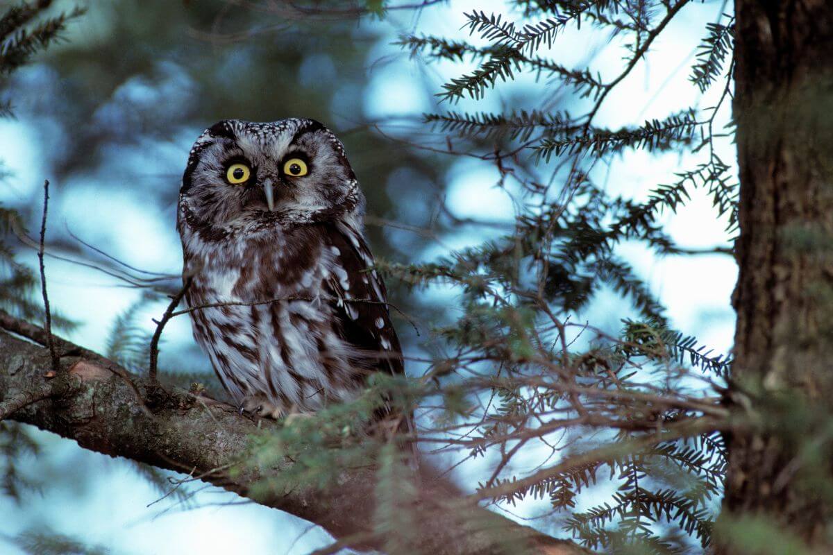 A boreal owl perched on a pine tree branch.