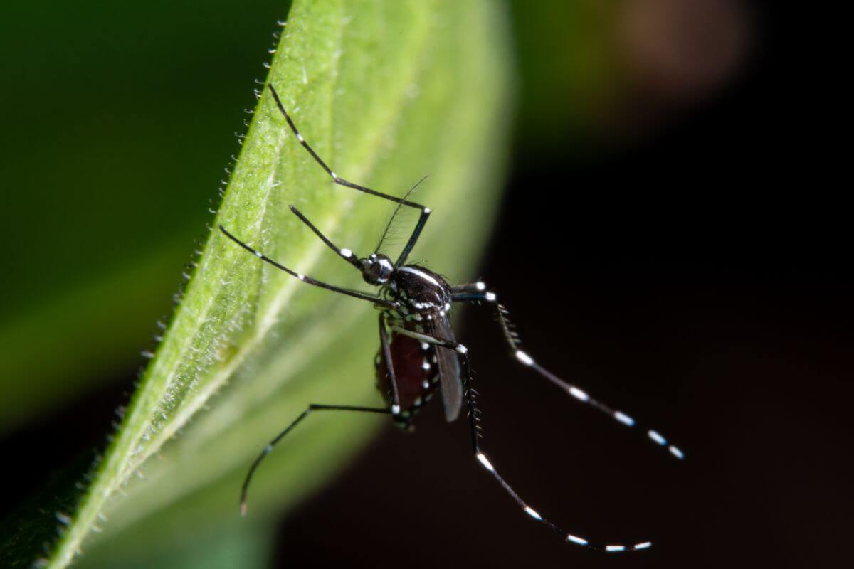 A mosquito sitting on top of a leaf.