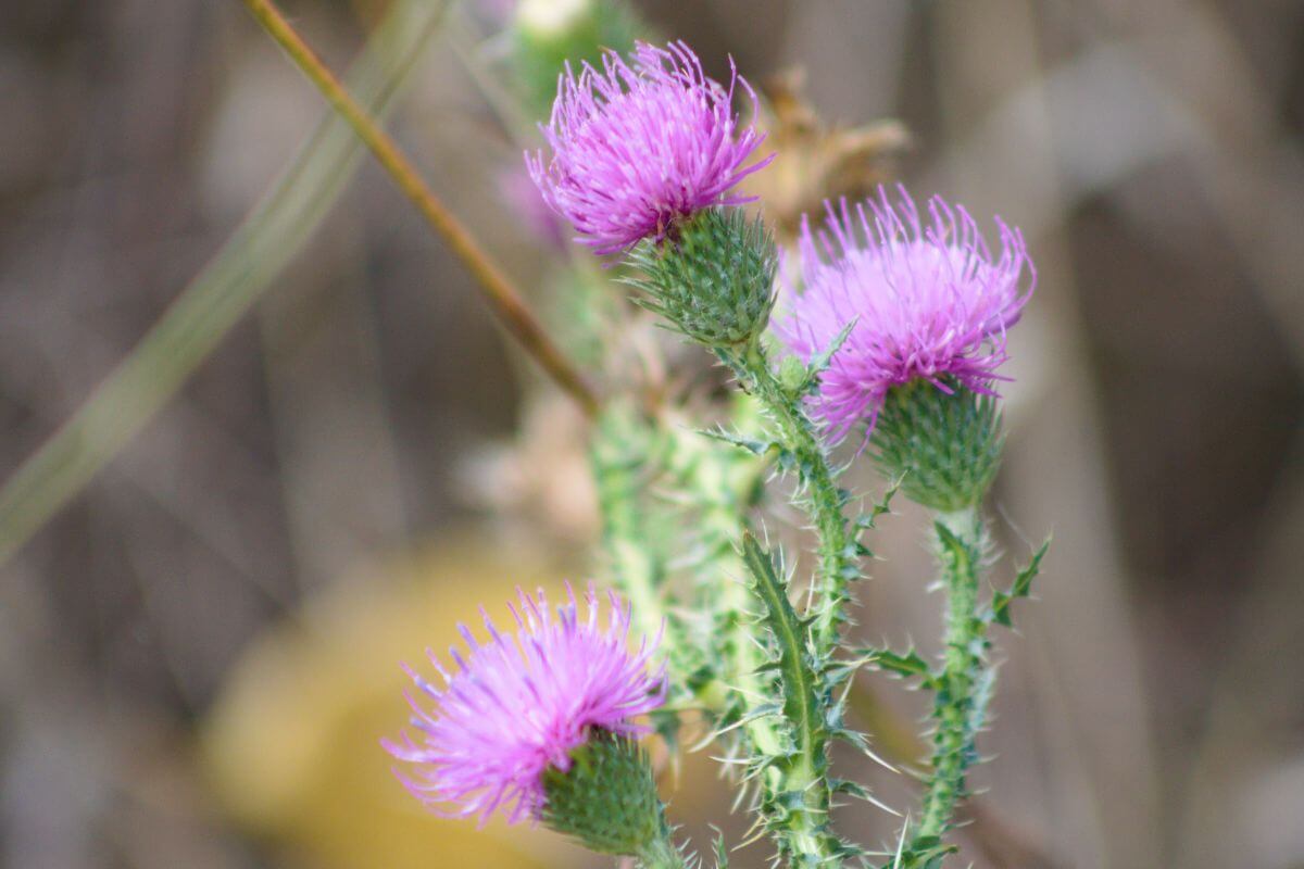 A close up of a pink Montana thistle flower.