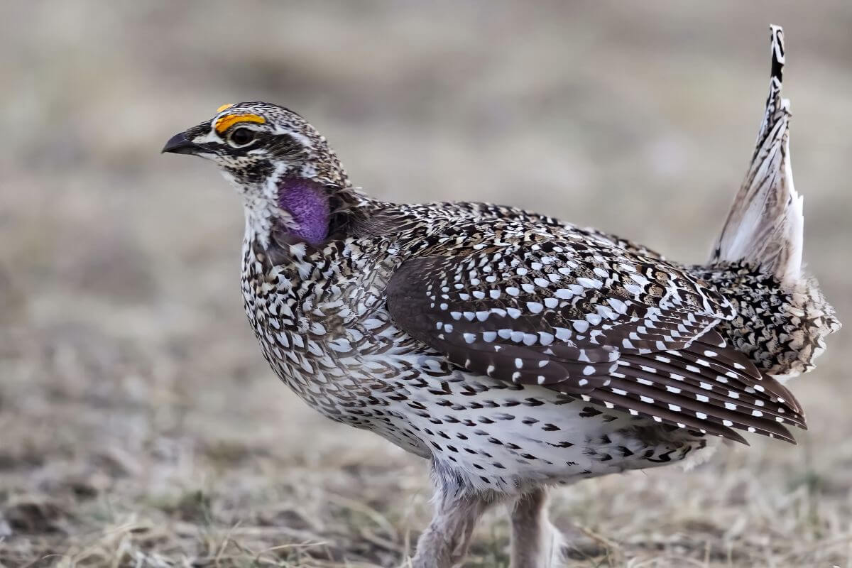A sharp-tailed grouse stands in a grassy area with the tail slightly raised at Black Coulee Wildlife Refuge in Montana.