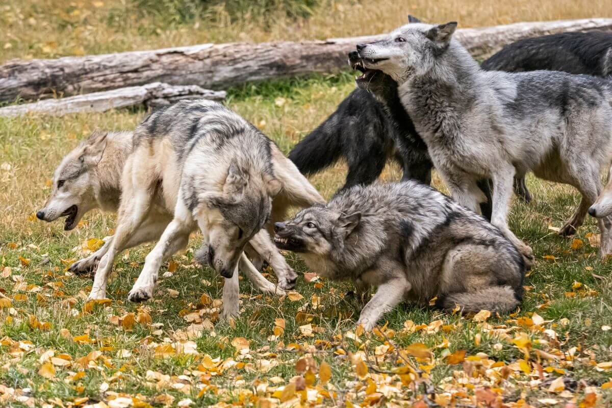 Members of a pack of gray wolves interact playfully in a Montana meadow