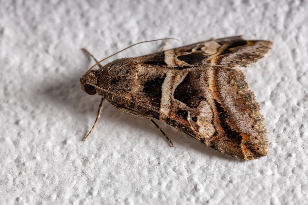 A Montana Erebidae Moth