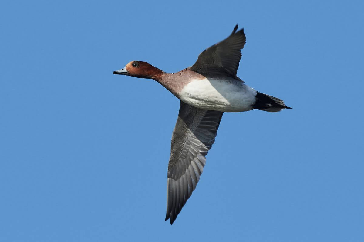A eurasian wigeon in mid-flight against a clear blue sky in Montana.