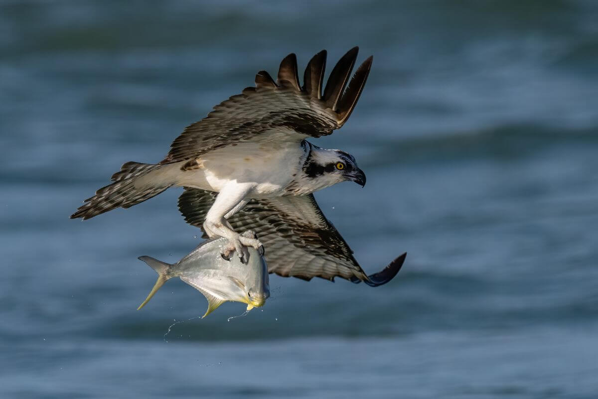 A Montana osprey clutching a freshly caught fish with its talons over a body of water.