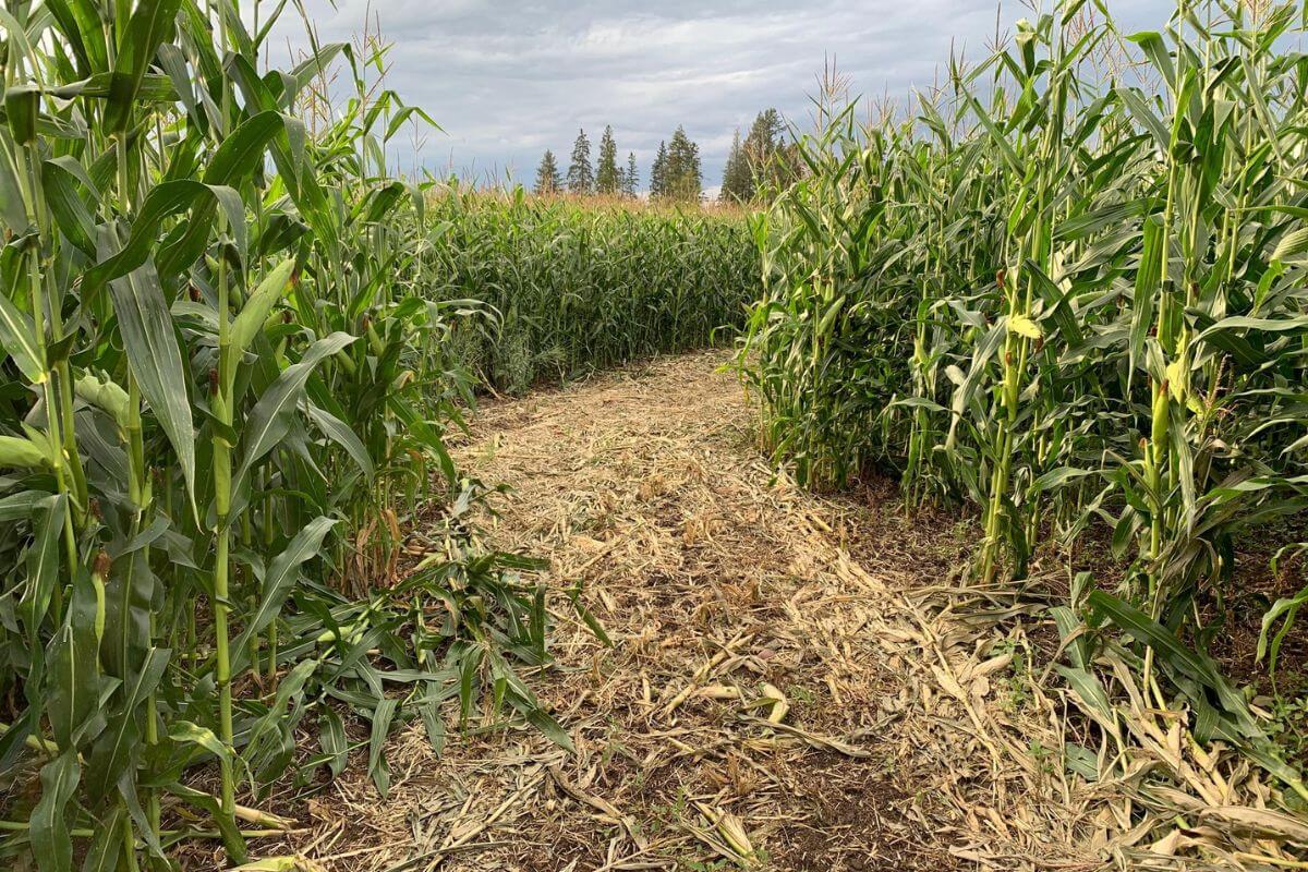 A wide path through the Fritz Corn Maze in Kalispell, Montana