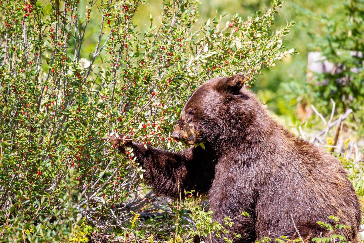 Montana Grizzly Bear Picking Berries