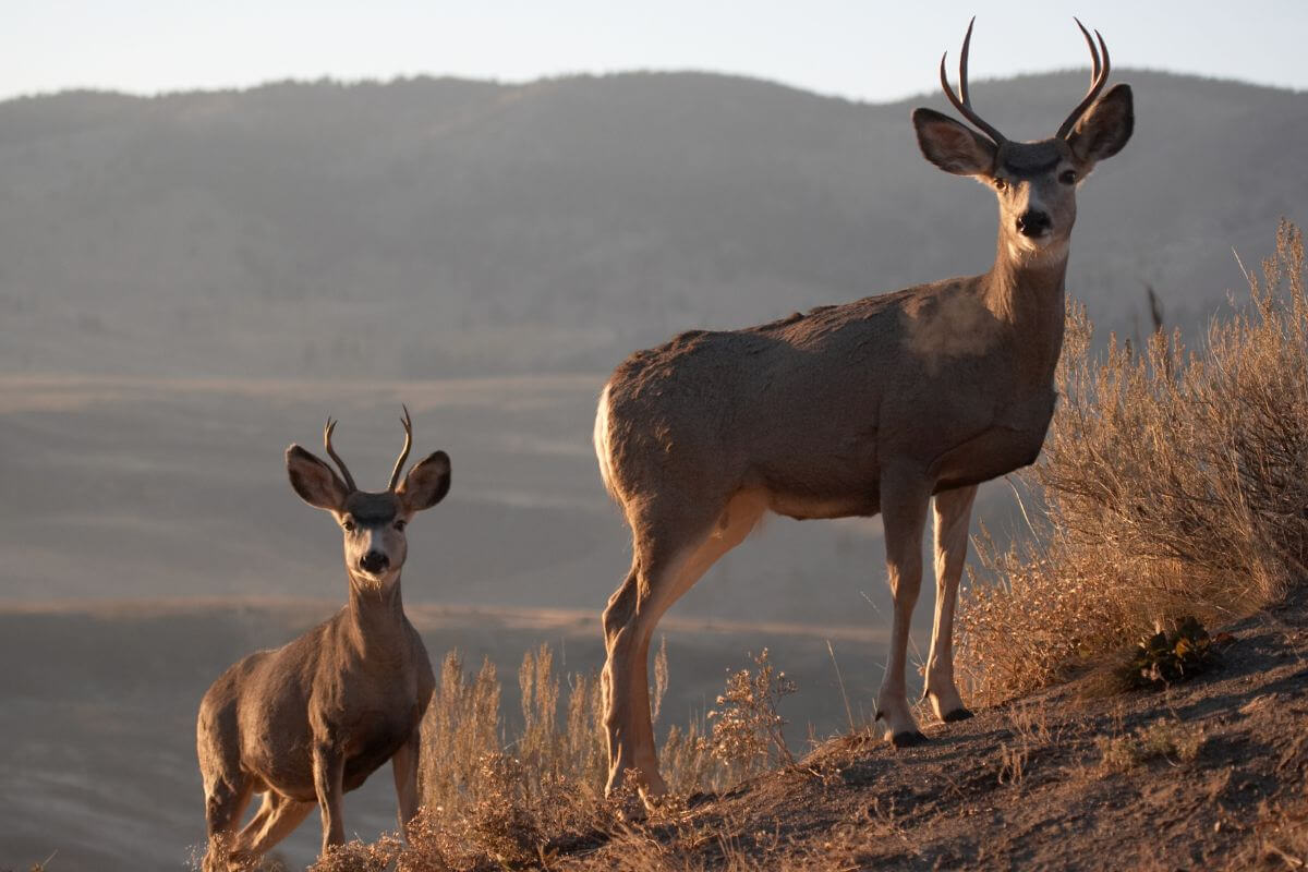 A pair of mule deer stand on a hillside in Montana
