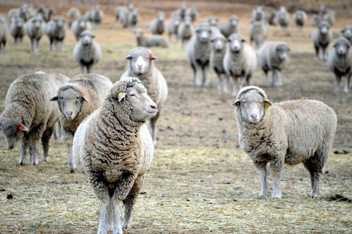 A Flock of Sheep in a Dry Grassfield