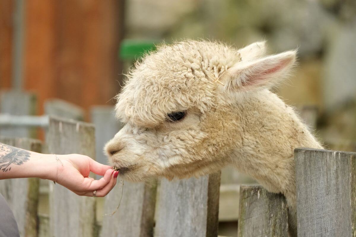 A gentle alpaca cautiously accepts a treat from a person's outstretched hand during a Montana alpaca tour.