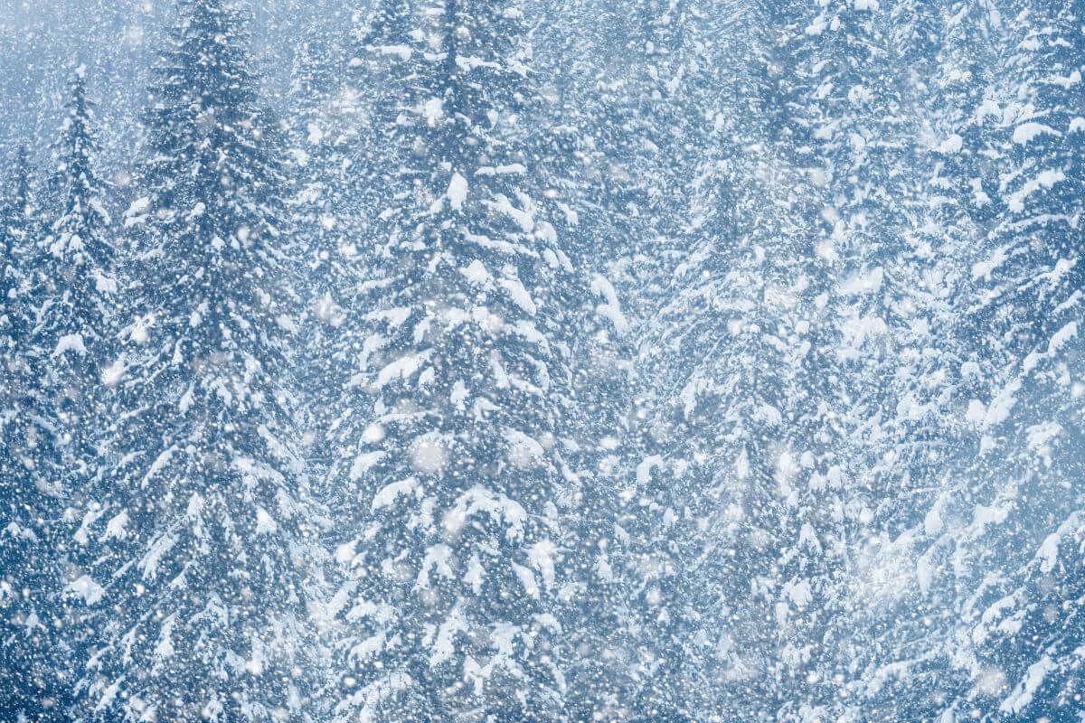 A snowy forest in Montana with trees covered in snow.