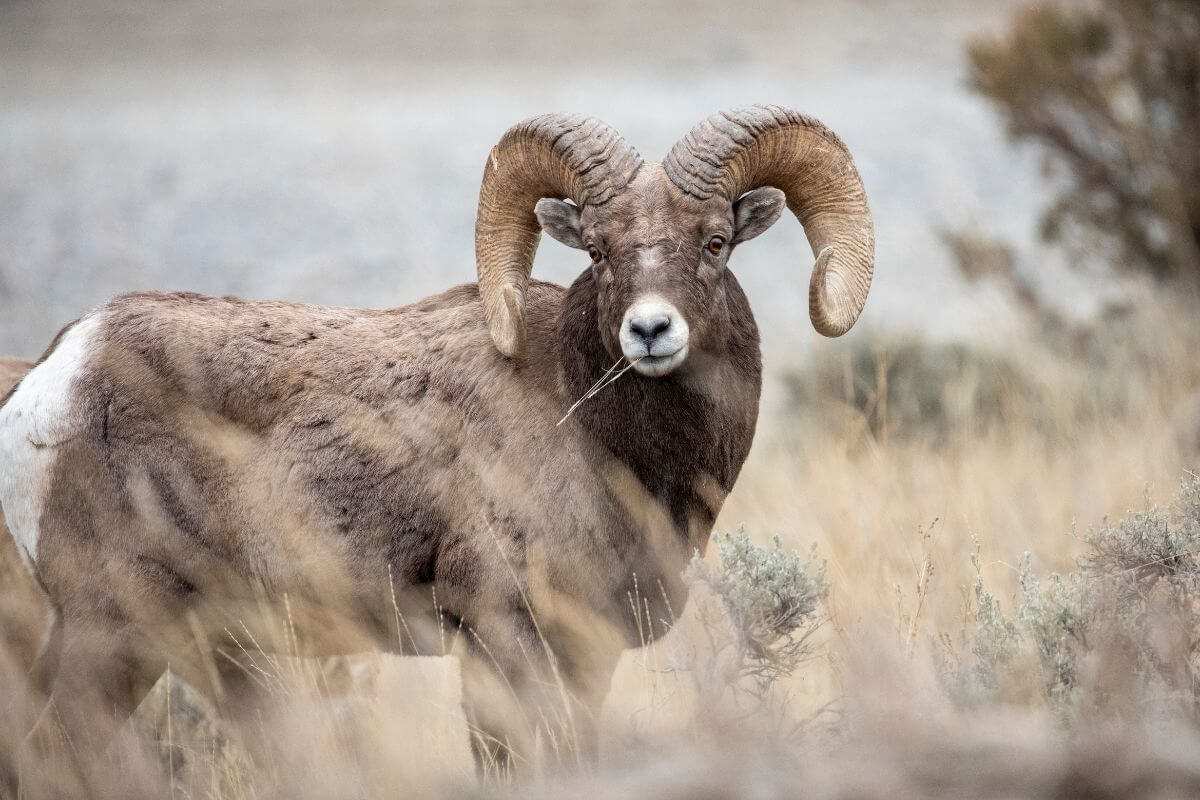 A Bighorn ram checks out its surroundings from its position in the grassy field in Montana
