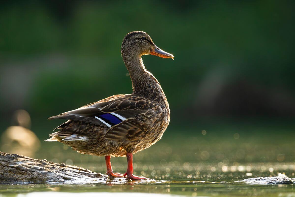 A Mallard hen seen standing on top of a floating log in the river during a duck hunting trip to Montana