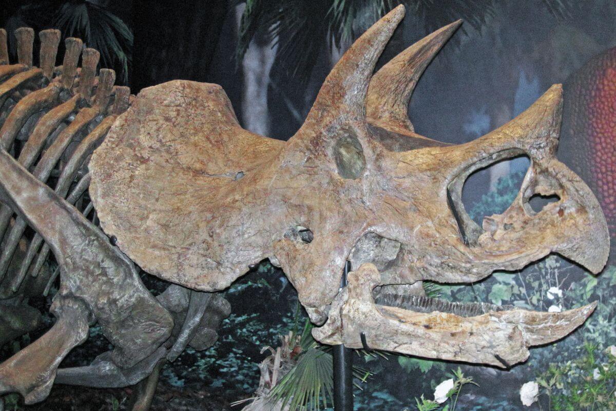 A triceratops skeleton on display in a museum in Montana.