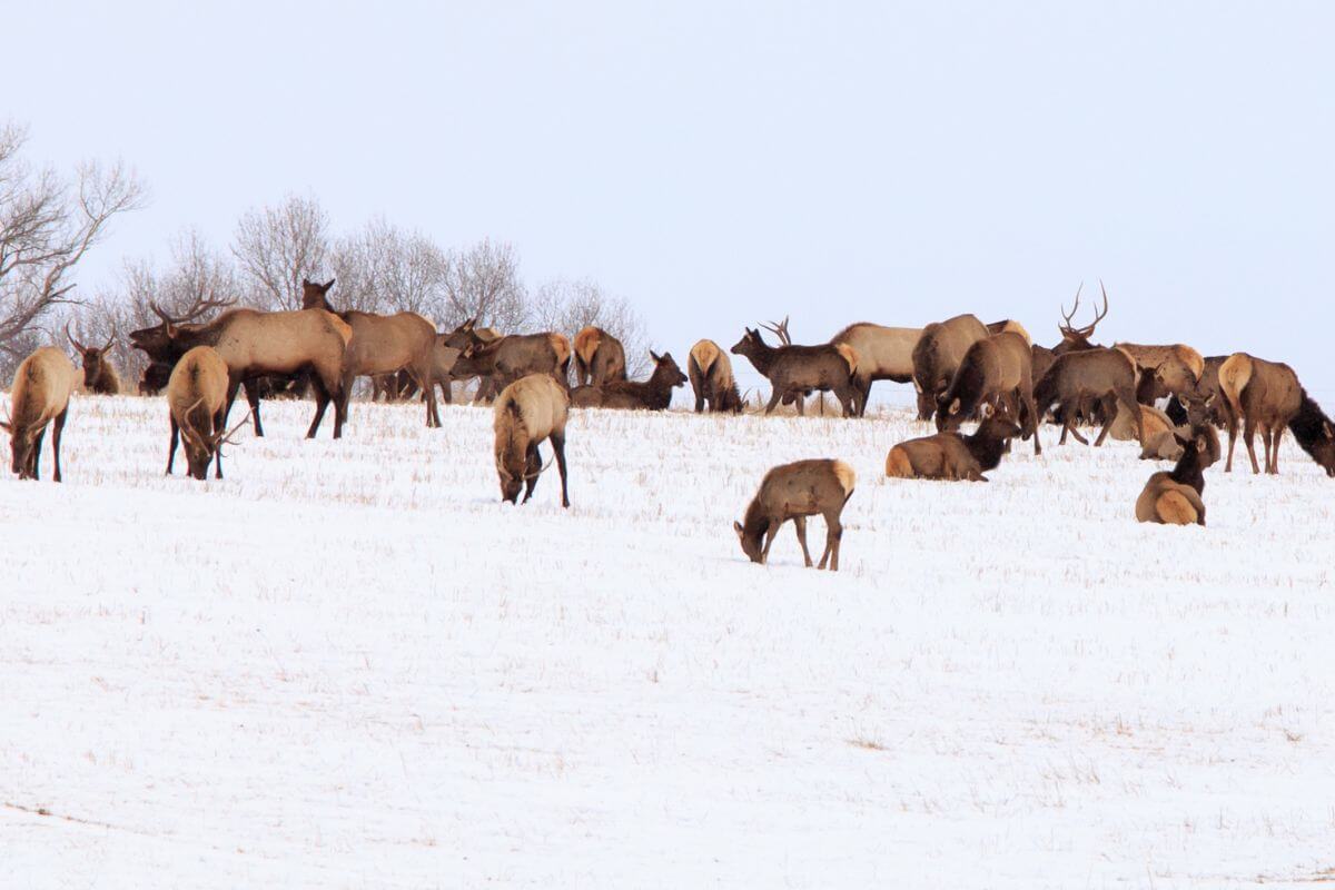 A herd of elk grazes in a snow-covered field in Montana during the muzzleloader season.