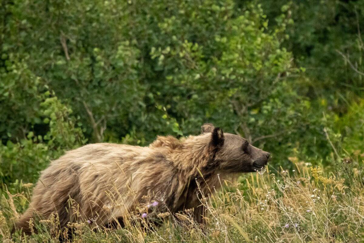 A grizzly bear walking through tall grass in its Montana habitat.