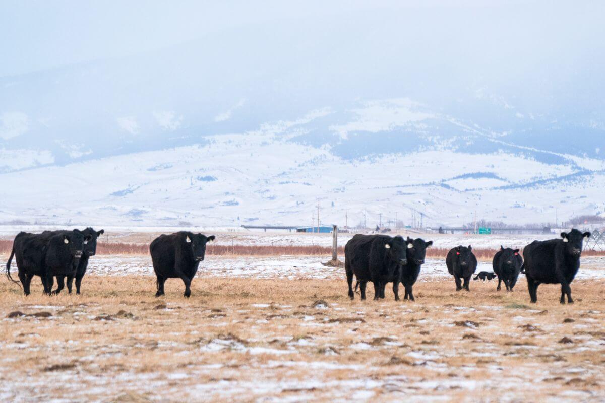 Black Cattle in a Montana Farm