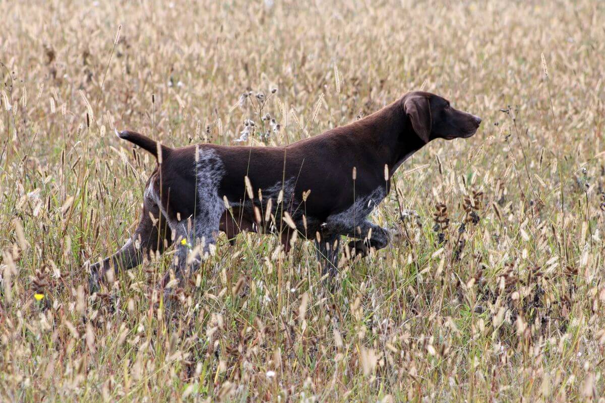 A hunting dog scours the tall grass in Montana for squirrels