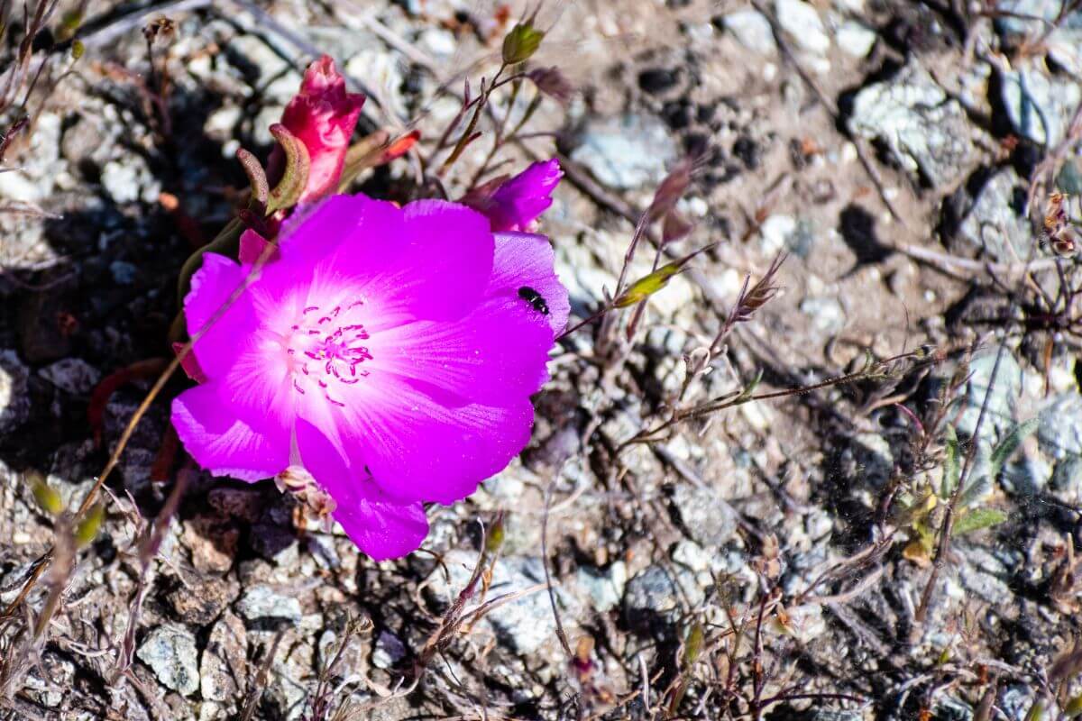 Close Up Photo of Bitterroot Flower in Gravelly Soil