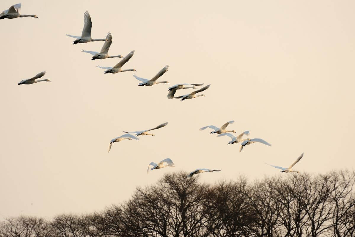 A flock of swans creates a linear flight pattern as they soar gracefully across the Montana sky.