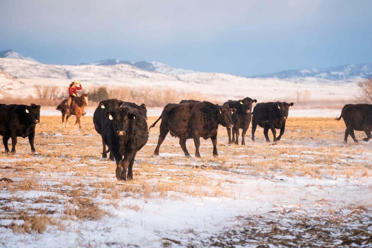 A group of cows in a snowy field in Montana.