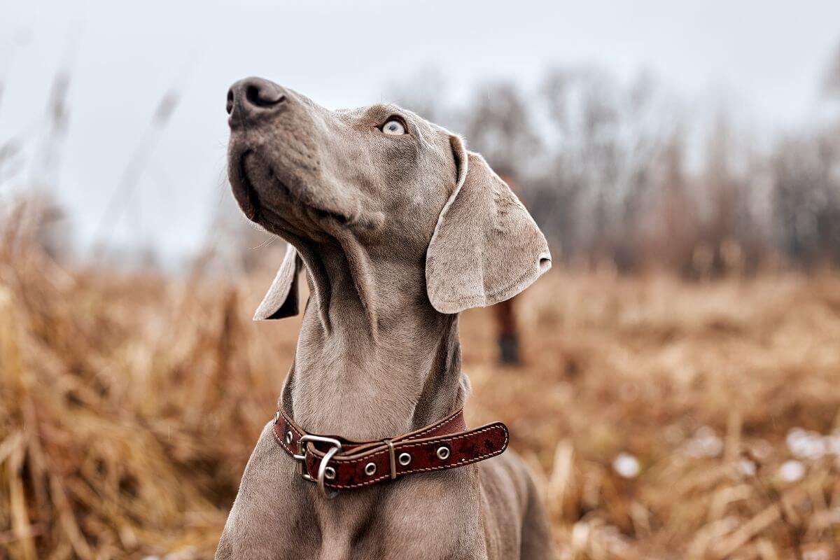 A hunting dog trained to hunt upland bird species in Montana awaits instruction from its trainer