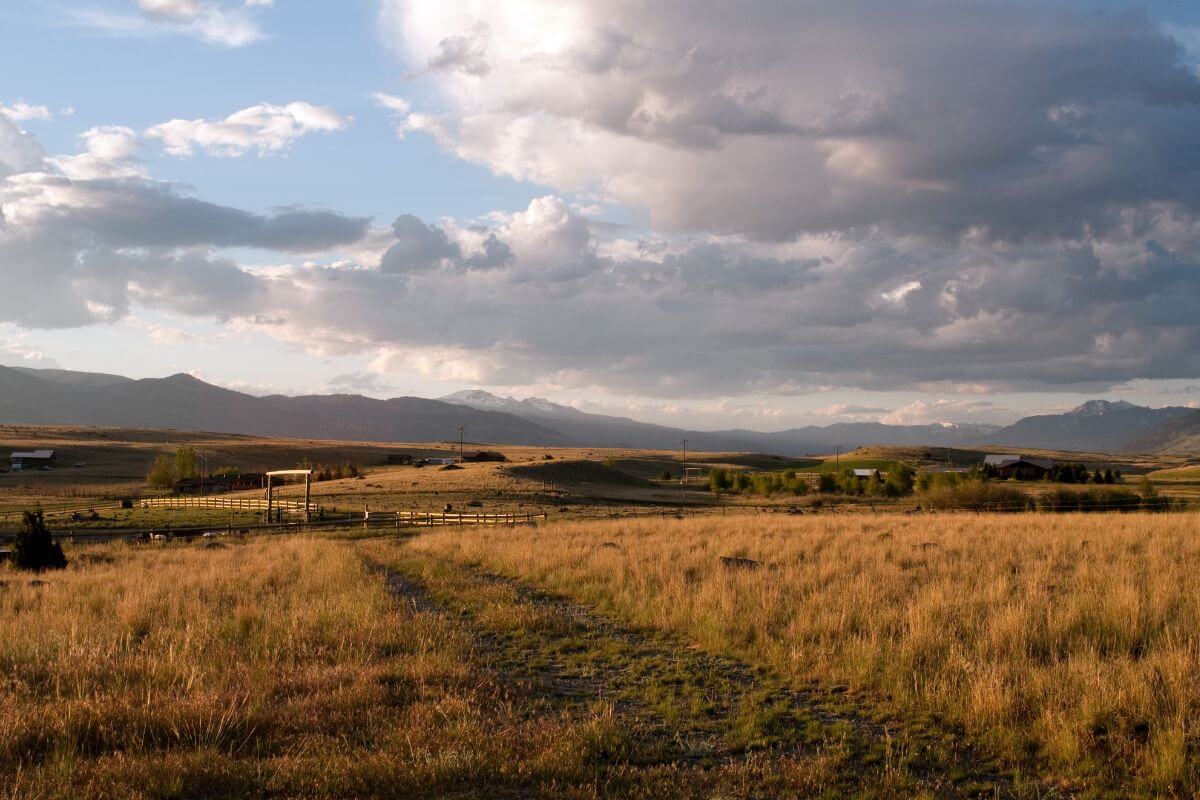 A dry, grassy field in Montana with mountains in the background.
