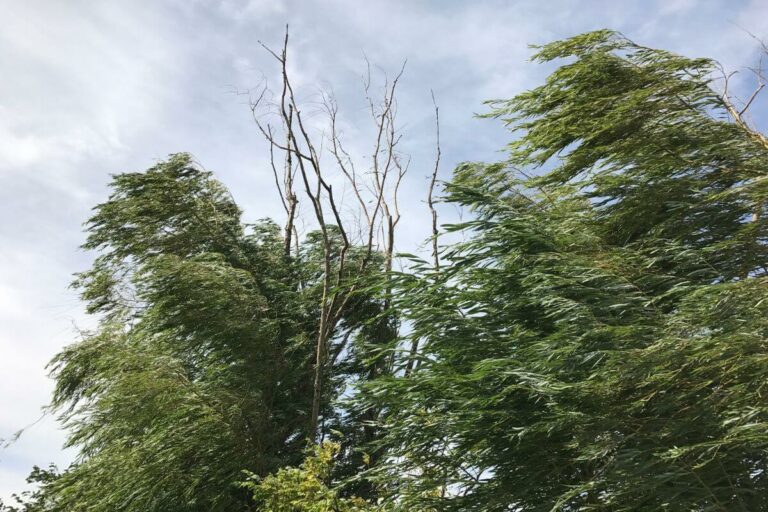 Is Montana Windy Windiest Cities and Other Facts Pocket Montana