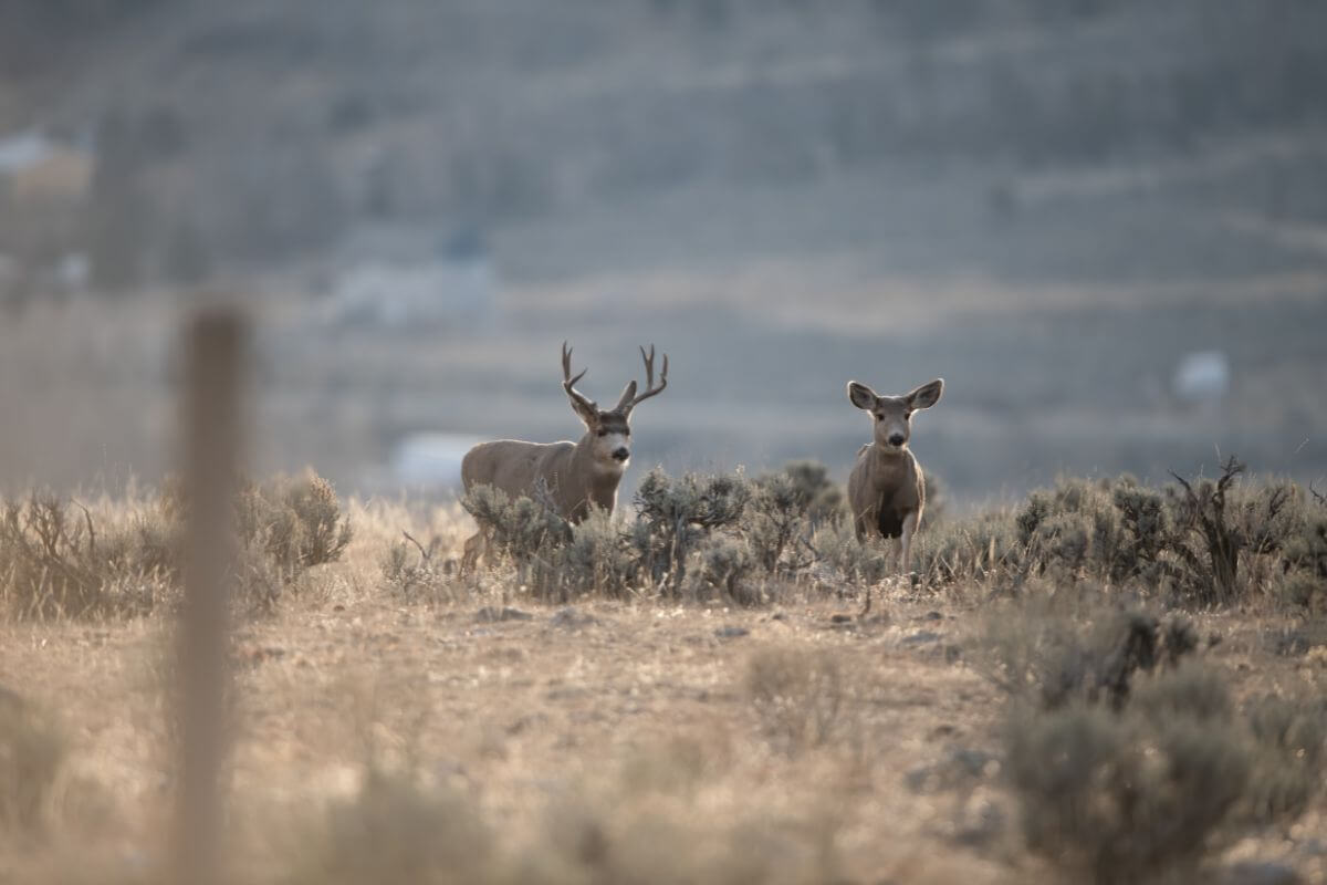 Two Deer in Montana