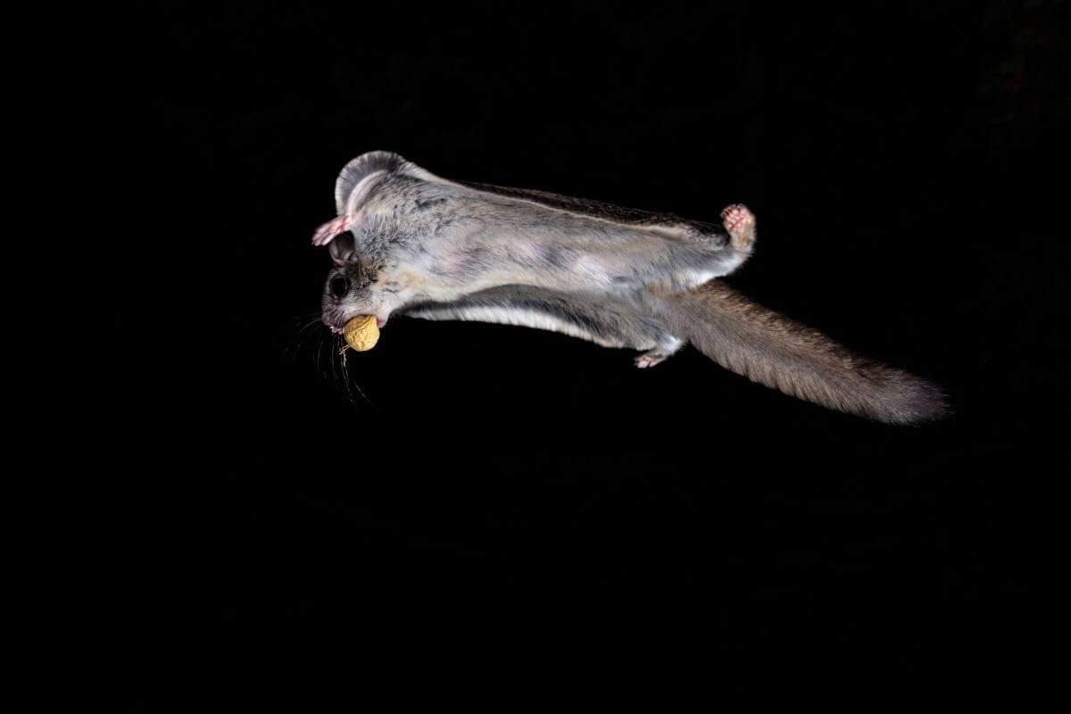 A Montana Northern flying squirrel in mid-air against a black background, gliding with a peanut in its mouth.