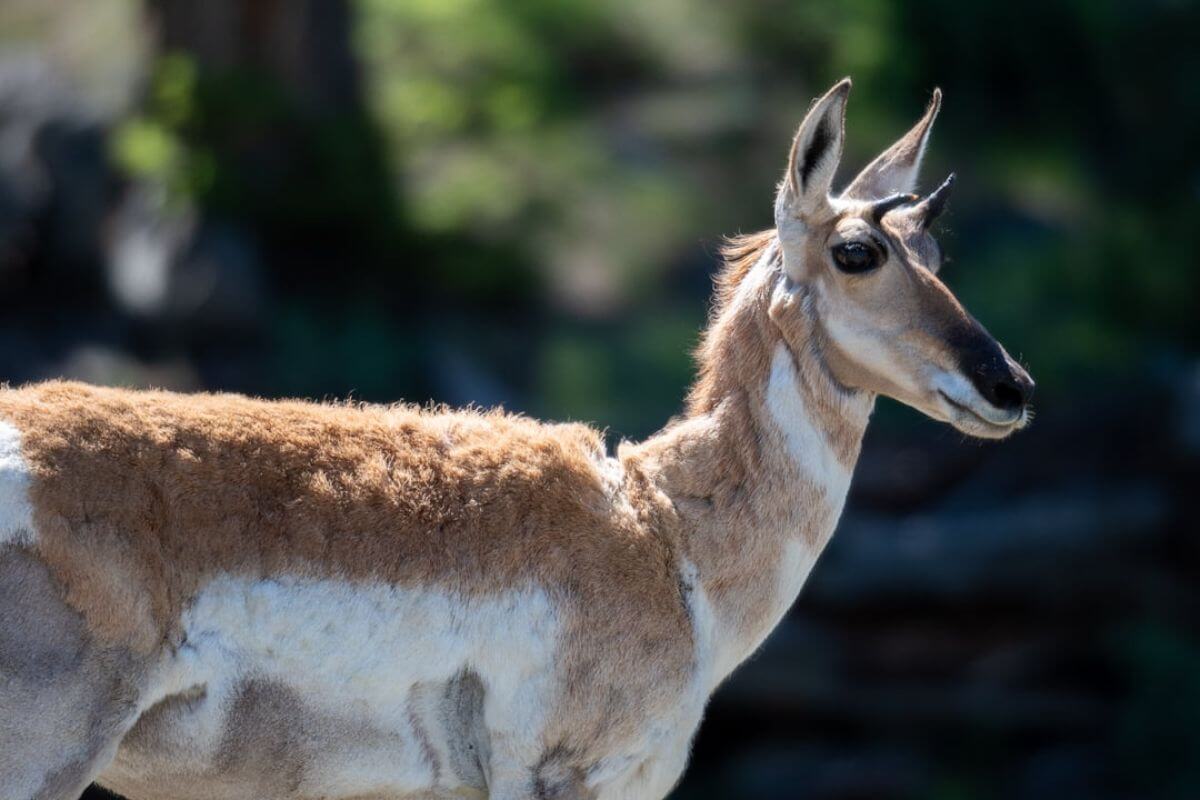 A pronghorn stands alert in its natural habitat during a Montana nature tour with Naturalist Journeys.