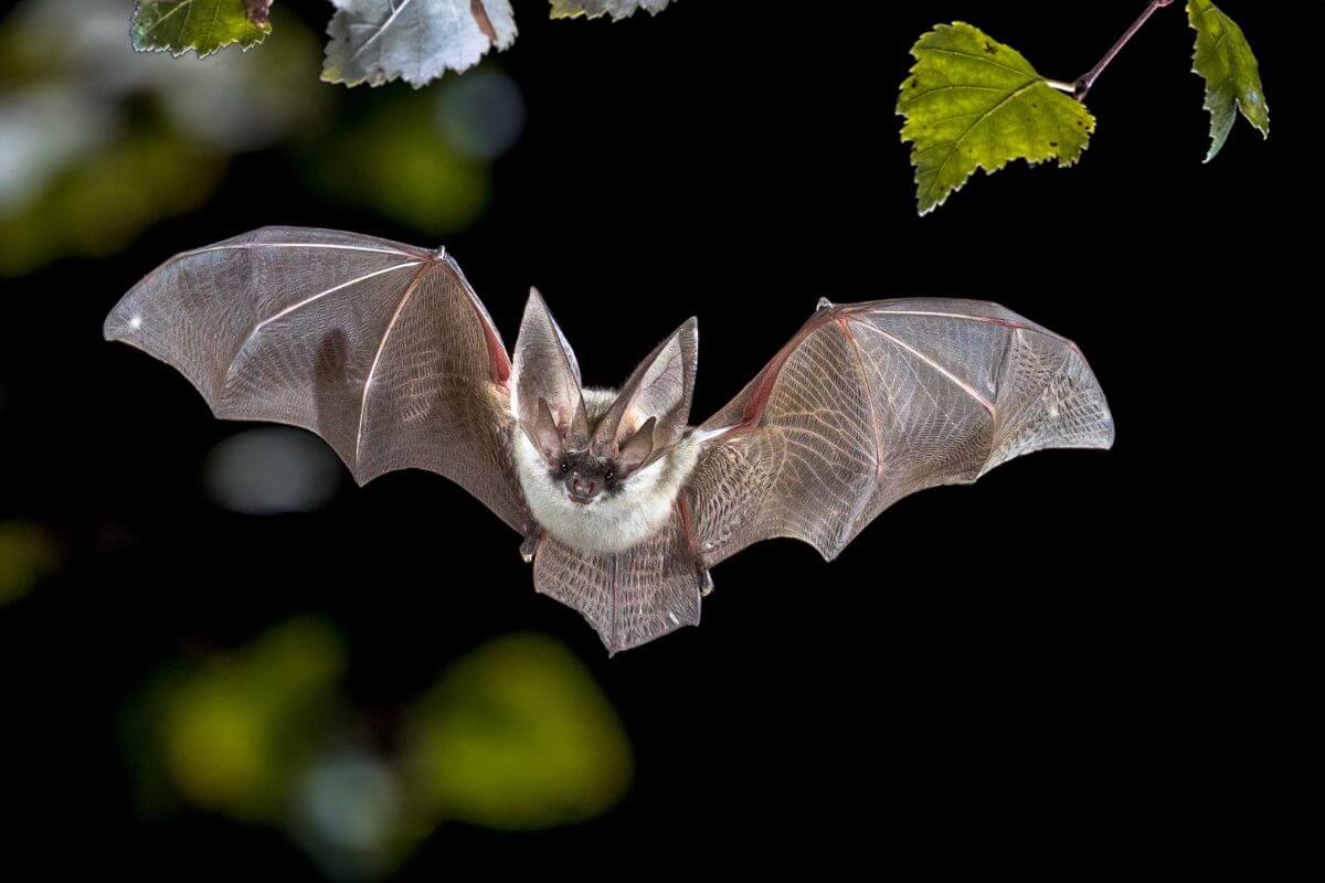 A Northern Long-Eared Bat in flight, a Montana endangered species, with wings fully extended.