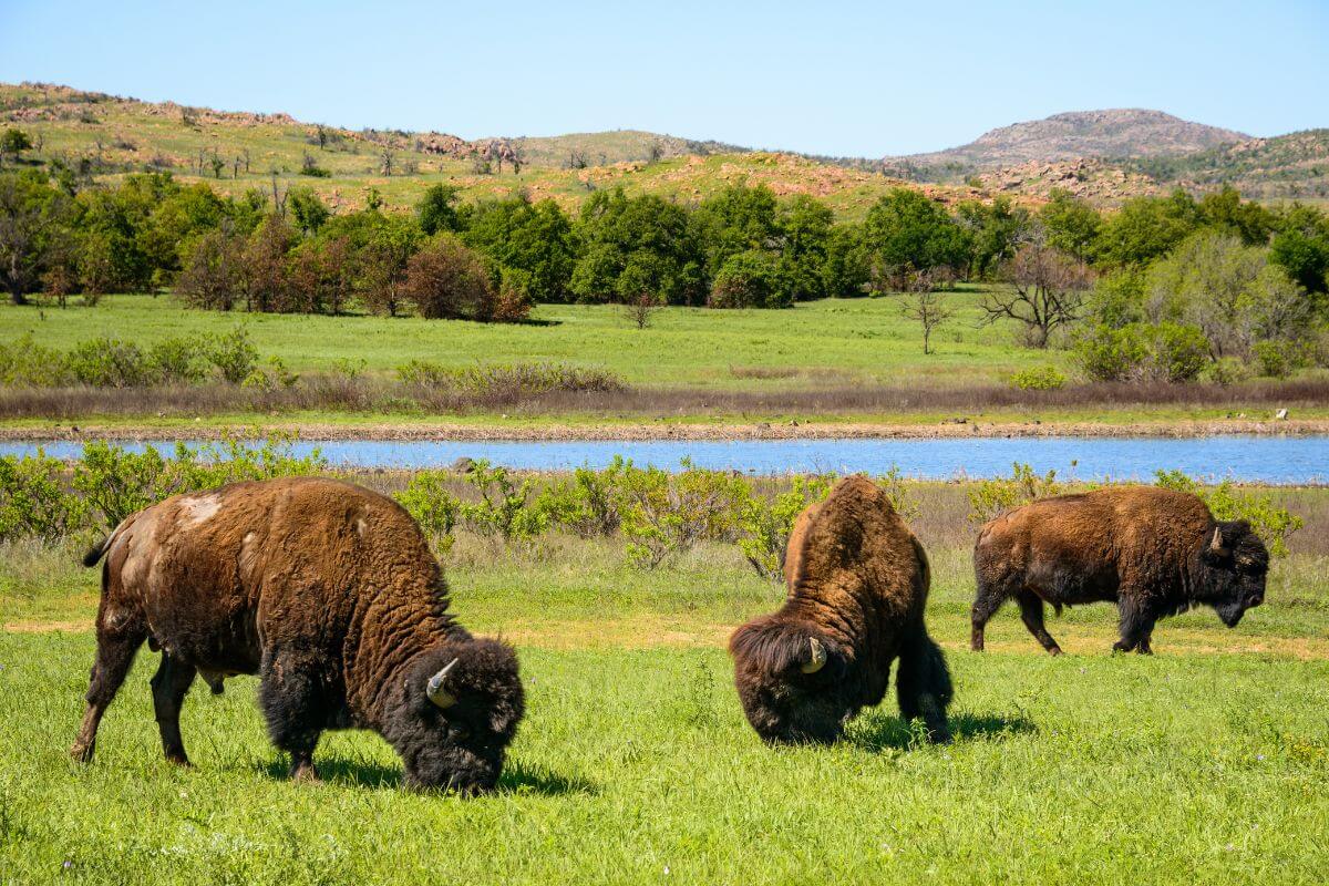 Three bison graze in a lush green field within a Montana Wildlife Refuge, with a serene lake and rolling hills in the background.