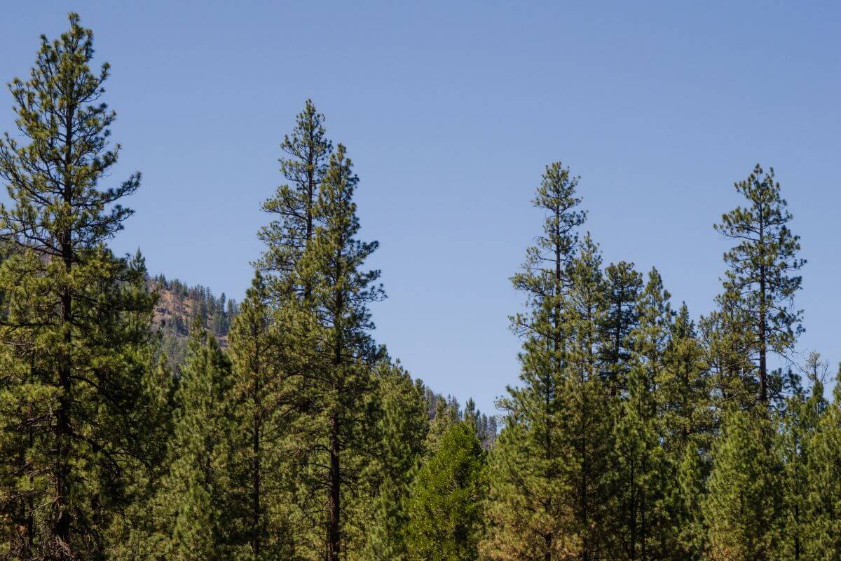 A cluster of Montana pine trees in a field under a blue sky.