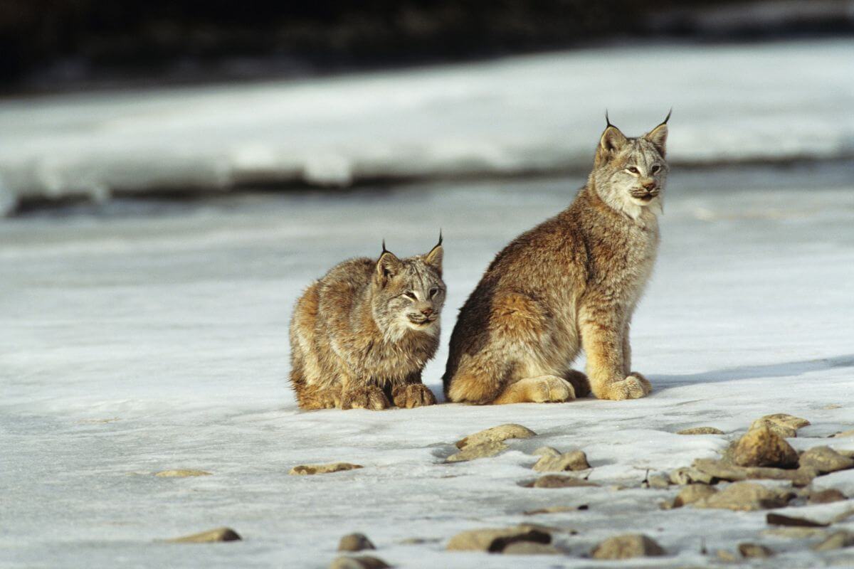 Two lynxes sitting on a snowy, rocky ground near a frozen river in Montana.