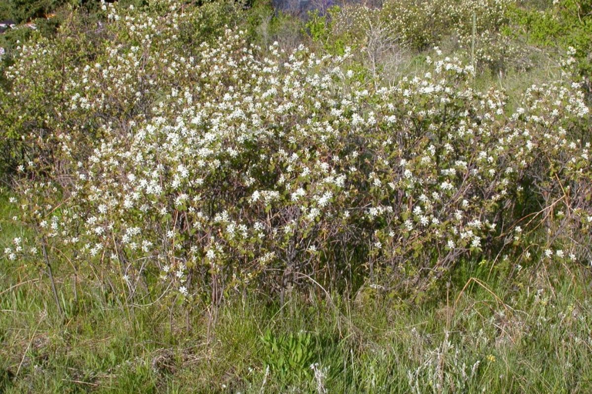 A Serviceberry that has white flowers in a field in Montana.