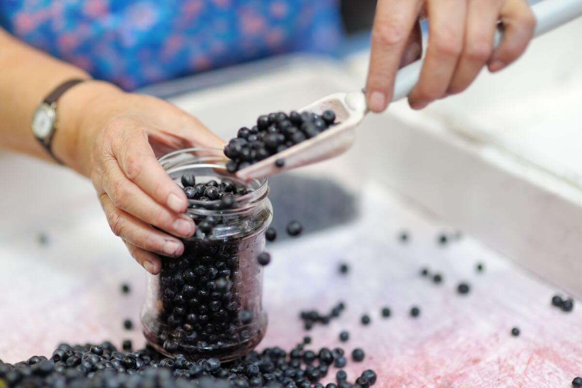 Man Storing Fresh Huckleberries in a Jar