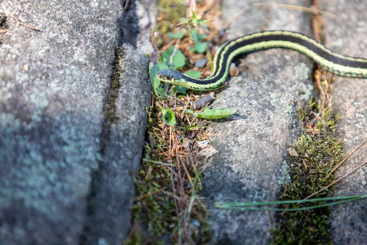 A green Common Gartersnake, one of the striped snakes in Montana, navigates through a narrow crack in a rock.