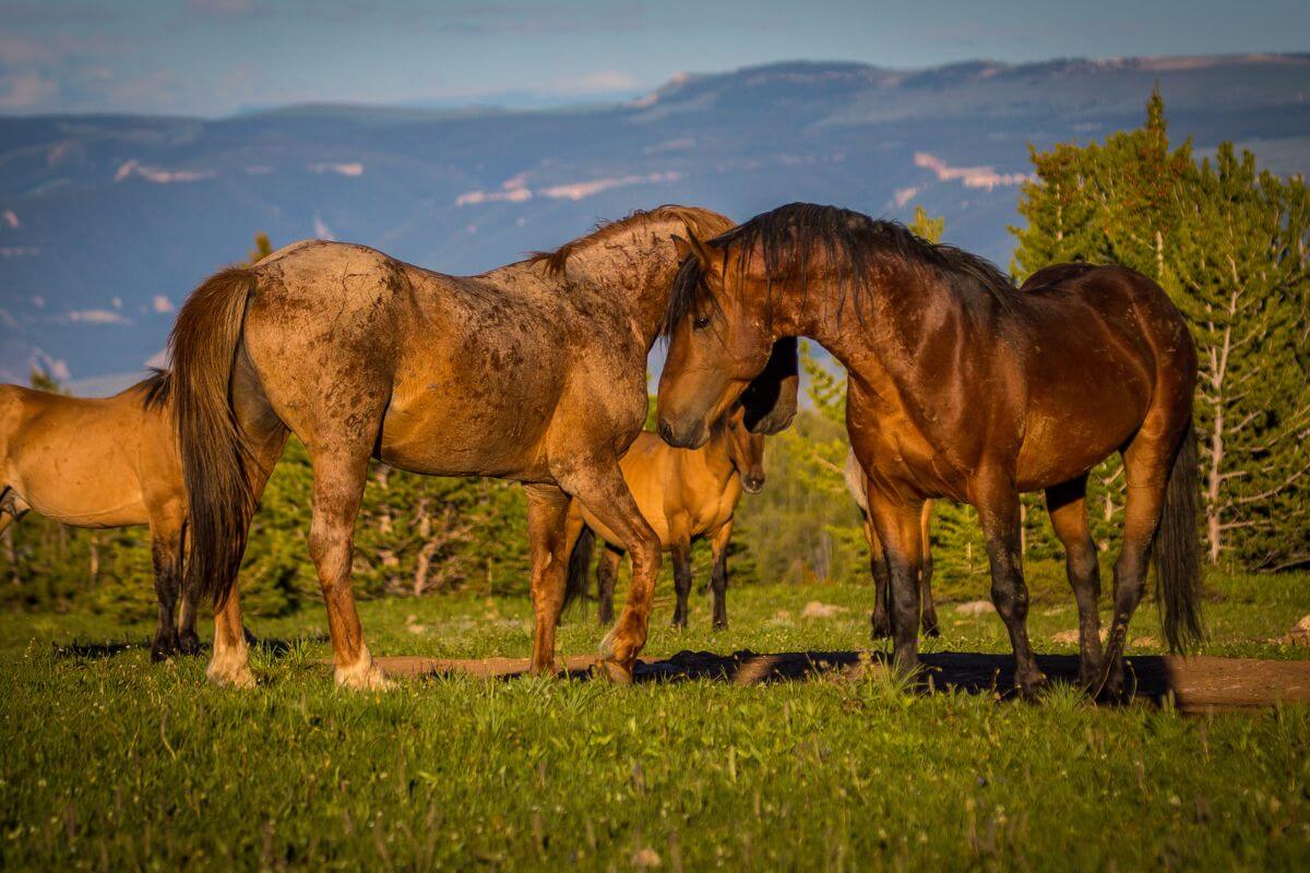 Two Pryor Mountain Mustangs standing close to each other in a green meadow in Montana.