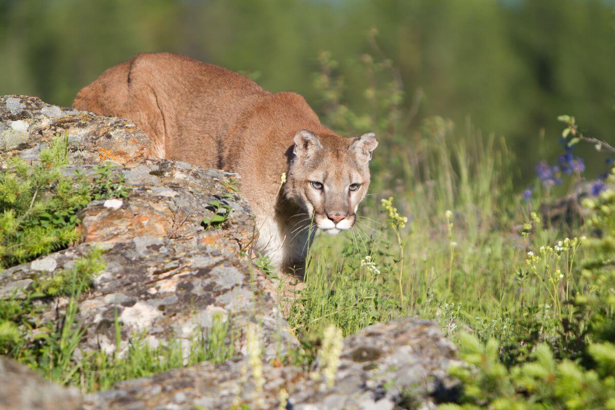 A Montana mountain lion emerges from behind a rocky outcrop in a grassy meadow with trees and wildflowers.