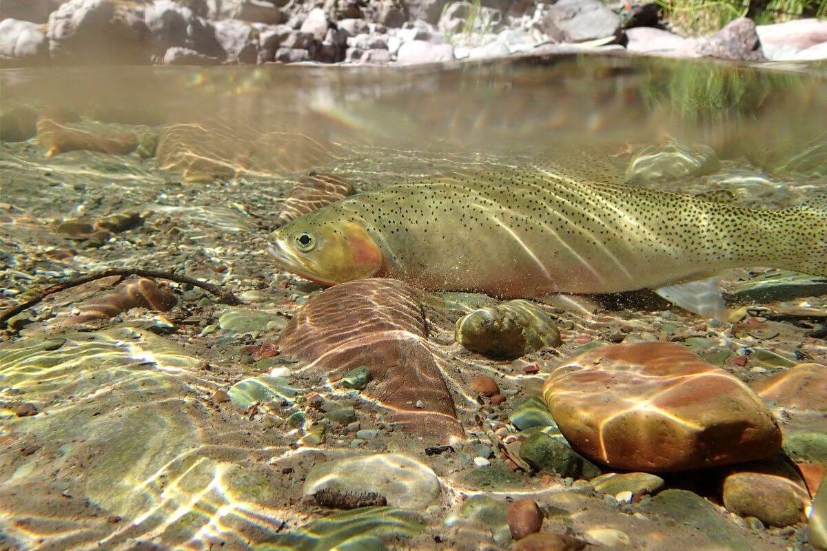 Blackspotted Cutthroat Trout Swimming in Clear Water