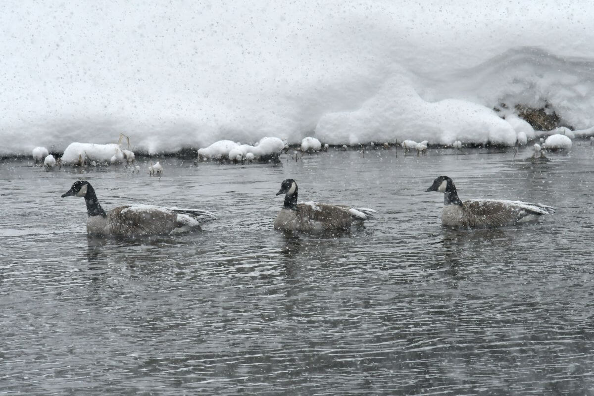 Three Canada geese, Montana winter birds, swim in a line on a snow-covered river during a light snowfall.